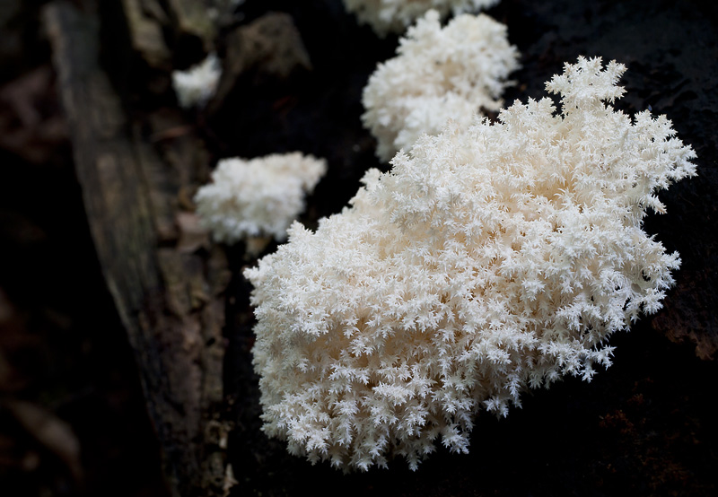 Hericium coralloides